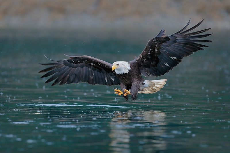 American Bald Eagle