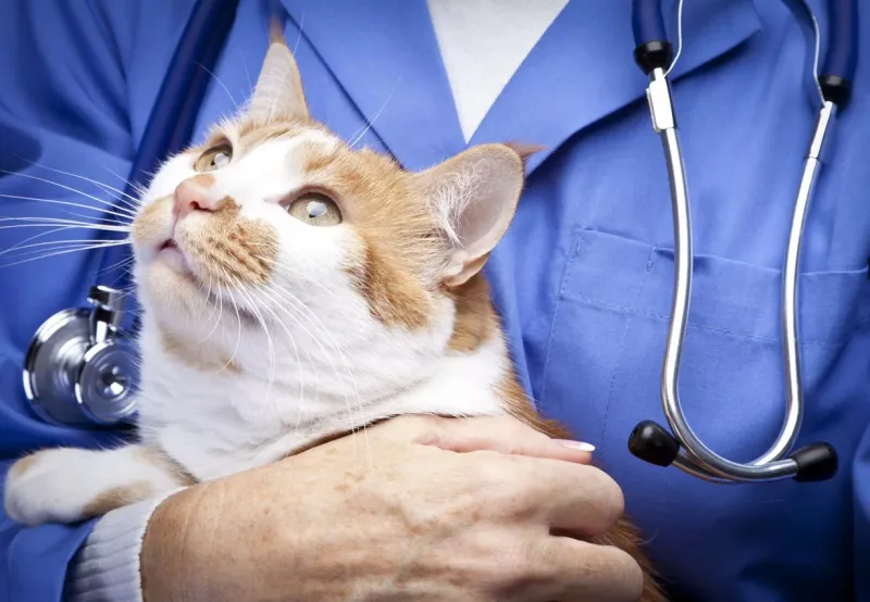 4. Your Pet Is Comfortable and Trusting at the Clinic