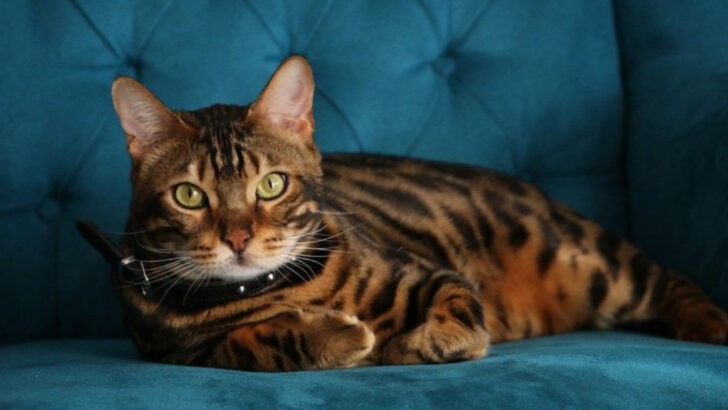 30 Cat Breeds Full of Love and Easy on Your Budget