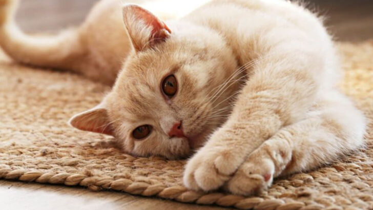 30 Cat Breeds With Big Hearts and Friendly Attitudes