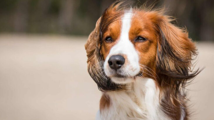 30 Unique Dog Breeds That Deserve More Love