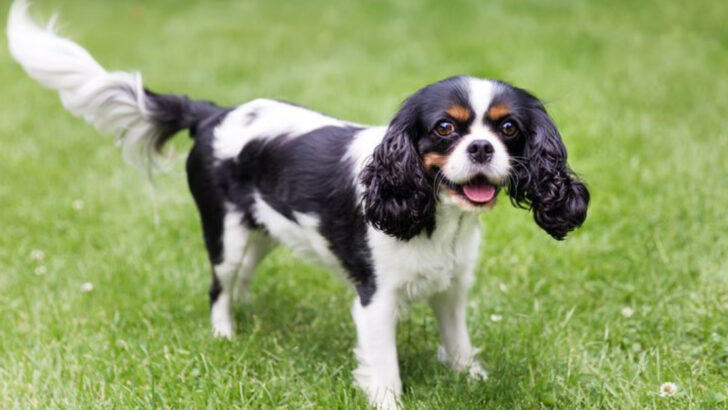 33 Exceptionally Beautiful Dog Breeds Around the World