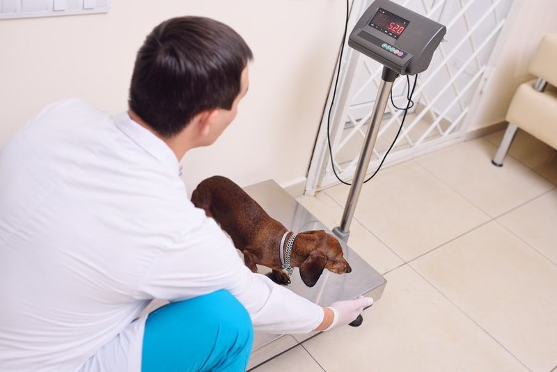 5. Your Pet Is a Healthy Weight