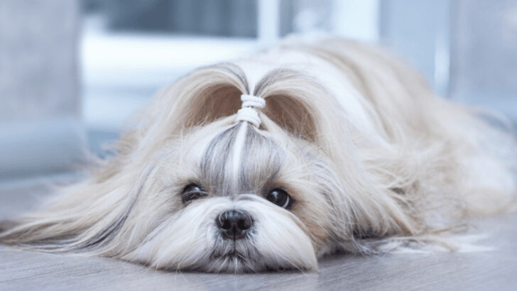 5 Dog Breeds That Nearly Broke Me (And 10 That Made Me Fall Back in Love With Dogs)