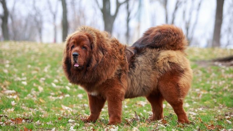 Tibetan Mastiff