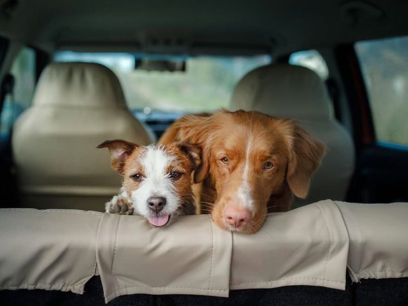 Panting, Drooling, or Vomiting in the Car