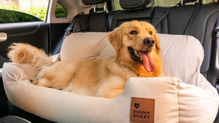 5 Signs Your Pet Isn’t Ready for Long Drives and 7 Ways to Prepare Them Like a Pro