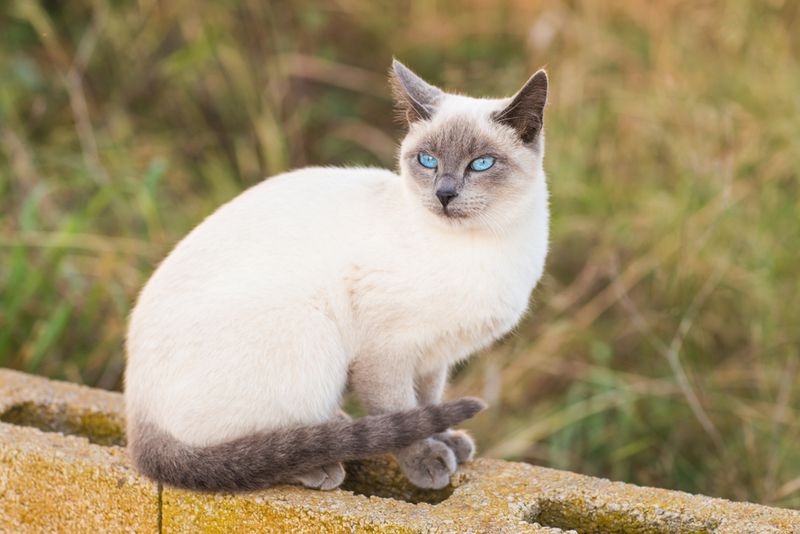 Siamese