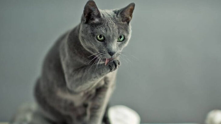 6 Cat Breeds That Just Don’t Like People and 6 That Will Follow You Everywhere