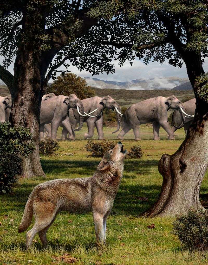 Dire Wolves Were Significantly Larger and More Robust
