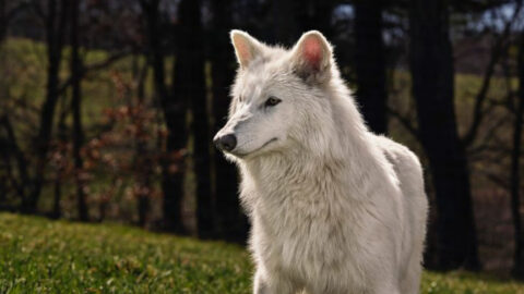 6 Facts That Separate Dire Wolves From Modern Wolves (And 6 That Reveal