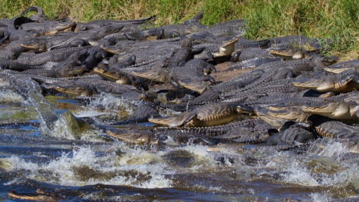 6 Florida Rivers Where Alligators Outnumber Tourists—And What to Watch For