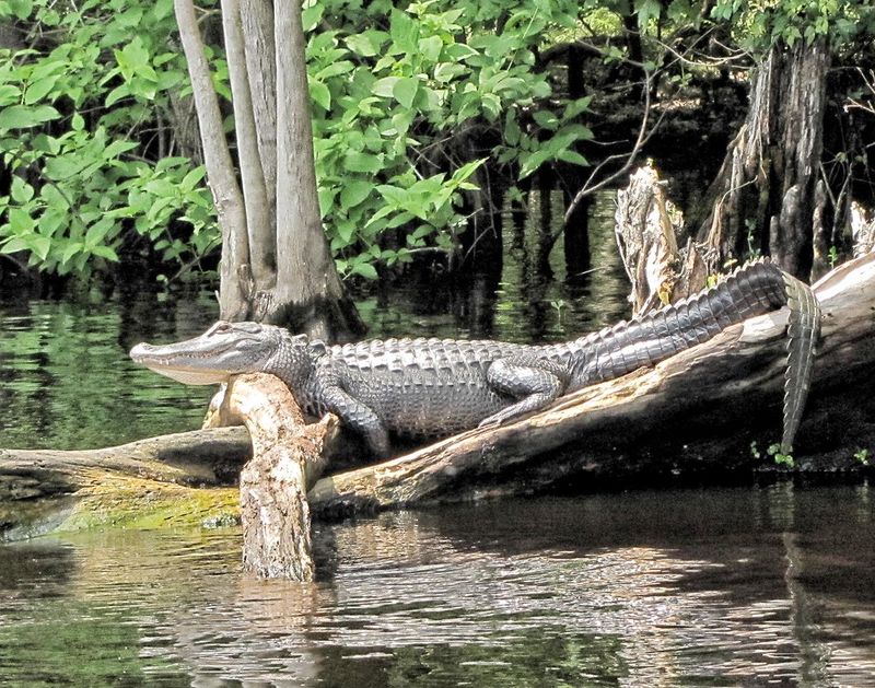 6 Florida Rivers Where Alligators Outnumber Tourists—And What to Watch