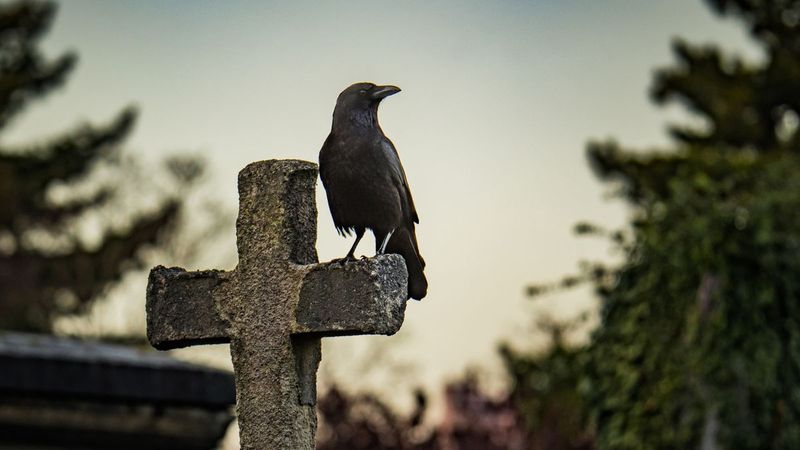 Crows as Mythical Symbols