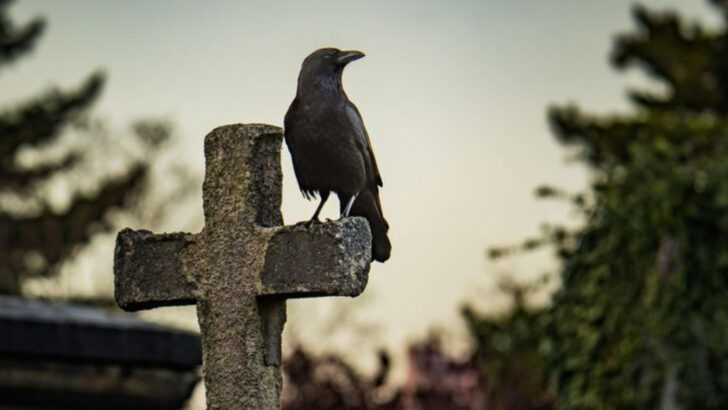 6 Haunting Facts About Crows (And 5 Reasons They’re Not Pet Material)