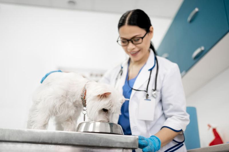 1. Your Pet’s Coat Is Clean and Healthy