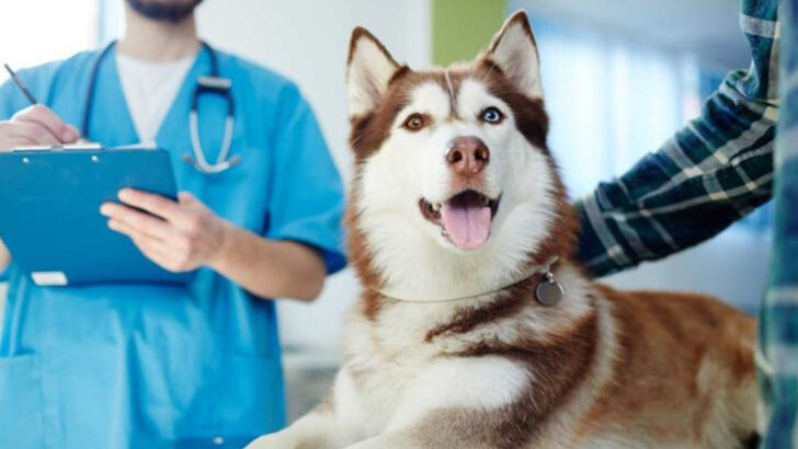 6 Ways Vets Can Tell You’re a Great Pet Parent (Without You Saying a Word)