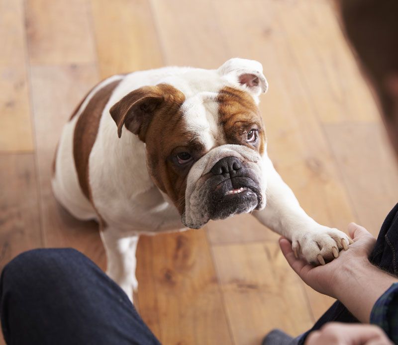 Bulldog