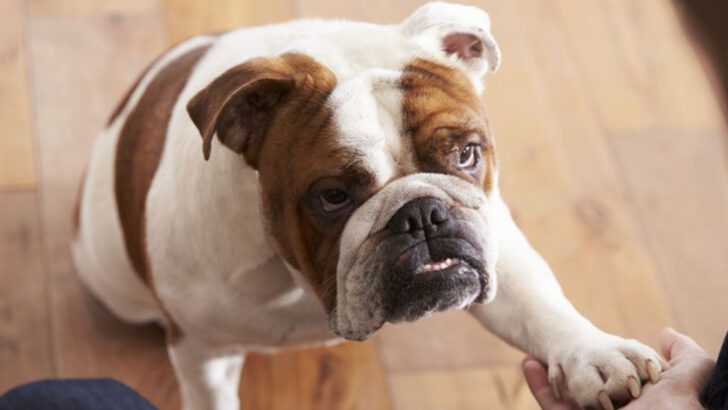7 Beloved Dog Breeds With Health Problems—and 9 Strong, Healthy Alternatives