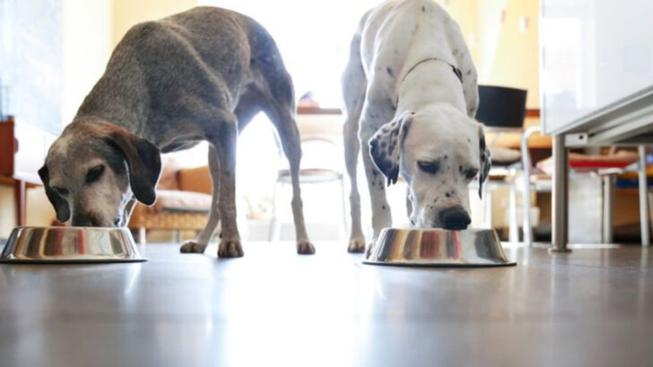 7 Big Mistakes People Make When Getting a Second Dog