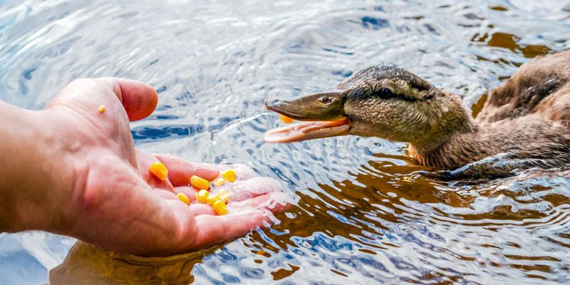 Feeding only bread