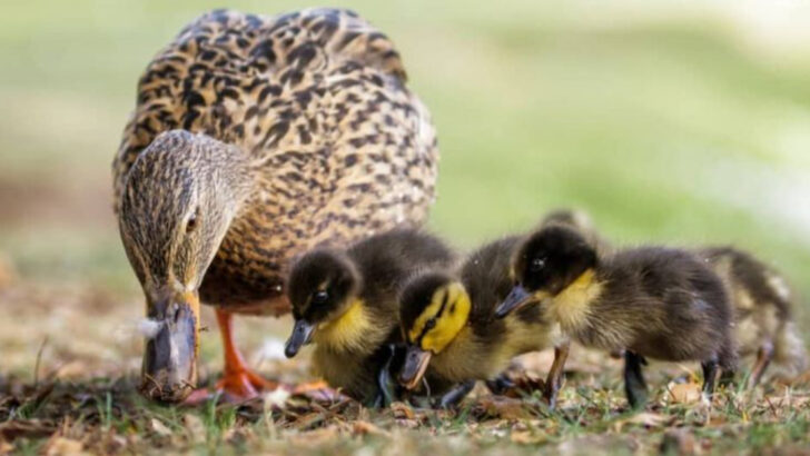 7 Common Duckling Feeding Mistakes and 11 Foods That Help Them Grow Strong