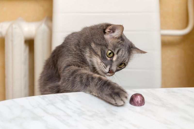 Cats Knocking Things Over