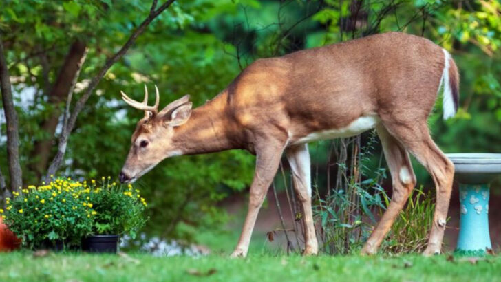 7 Scents Deer Absolutely Can’t Stand (And How to Use Them)