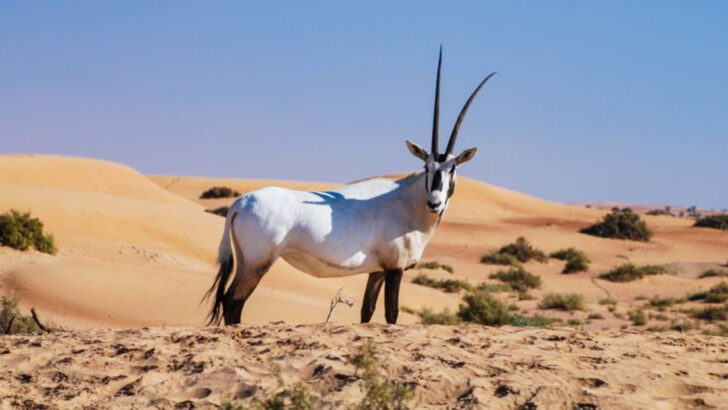 7 Species That Zoos Saved From the Brink of Extinction