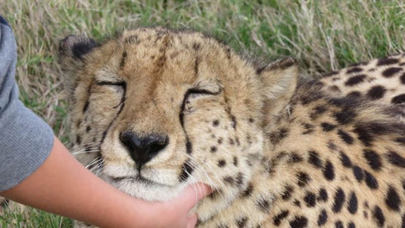 Cheetahs