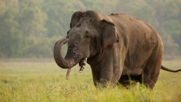 7 Surprising Animals That Purr — And Why It’s Not Just a Cat Thing