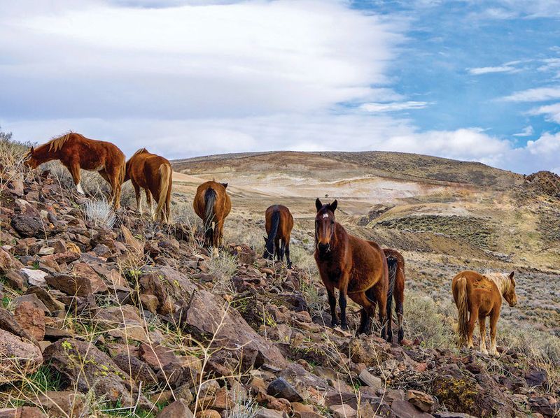 Nevada