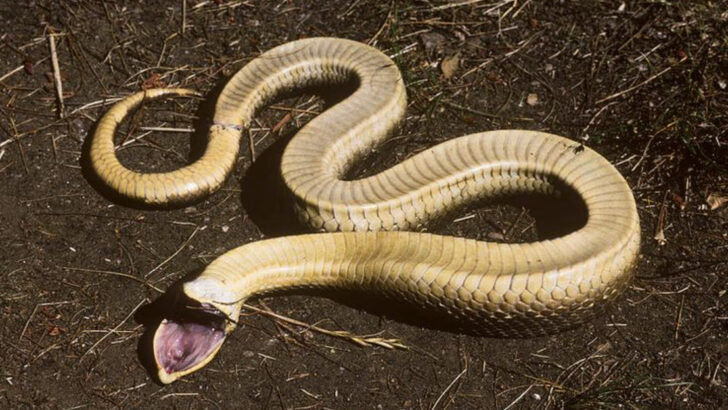 8 Animals That Pretend to Be Dead—And Fool Everyone