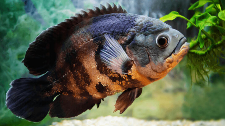 8 Fish That Outgrow Small Tanks—and 8 Species That Stay Just Right