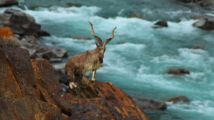 8 Incredible Truths About the Markhor—The Twisted-Horned King of Central Asia