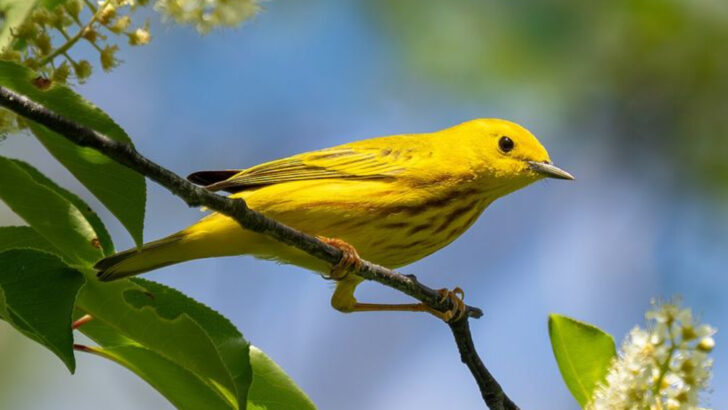 8 Migratory Bird Species That Arrive in North America Each Summer