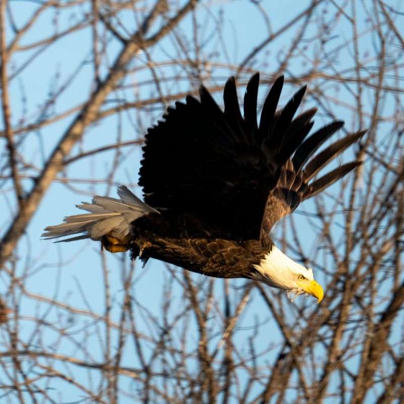 Bald Eagle