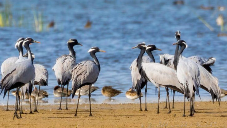 9 Crane Bird Species That Grace Wetlands Around the World—And 3 That Are Vanishing Fast