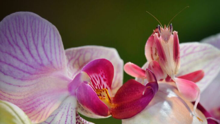 9 Creatures That Use Mind-Blowing Camouflage Tricks to Stay Invisible