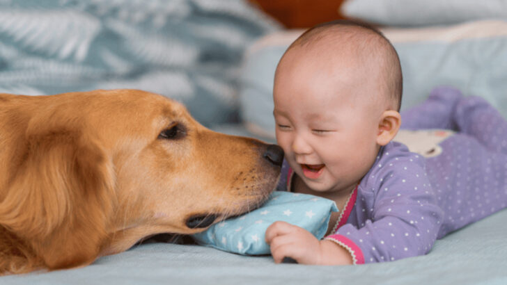 9 Dog Breeds That Are Surprisingly Gentle With Babies