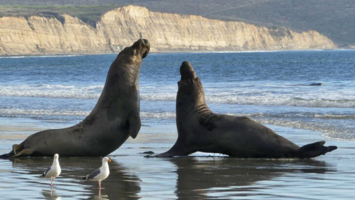 9 Forgotten Giants: Ancient Animals That Still Roam the Earth
