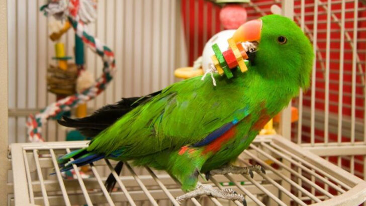 9 Stunning Pet Birds That Bring Color and Joy to Your Home