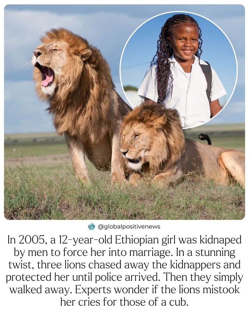 A Lion