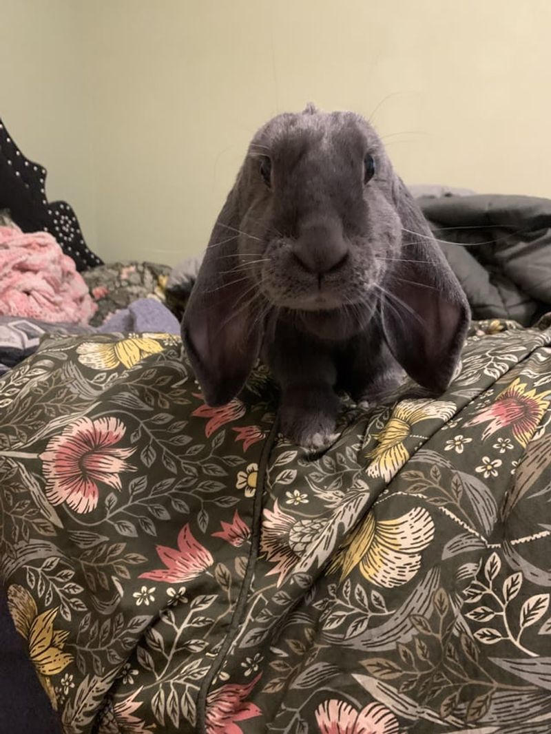 A Rabbit