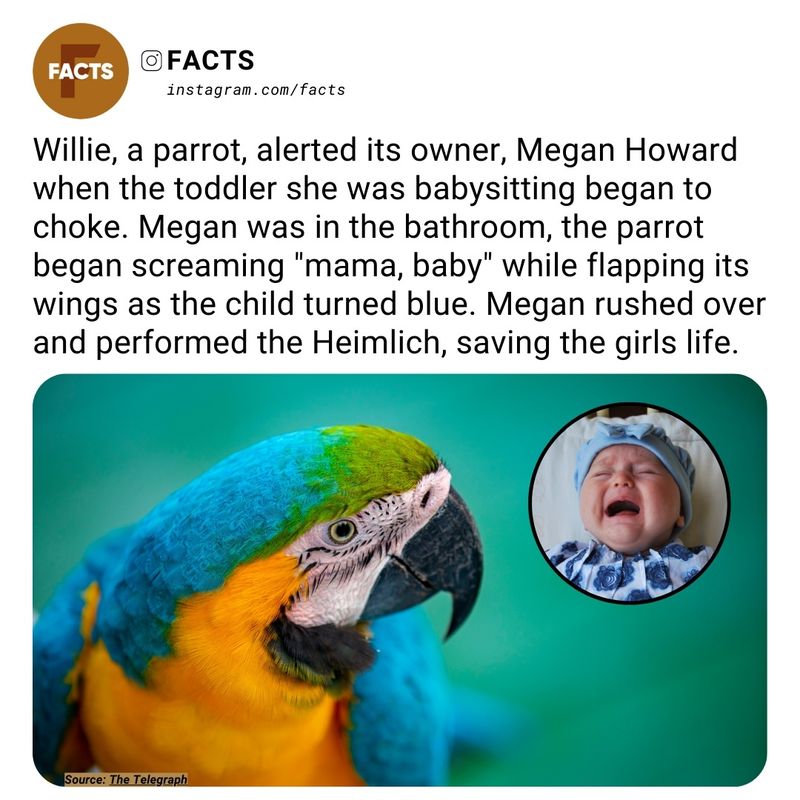 A Parrot Named Willie