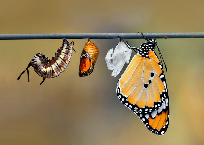 Pupa Period