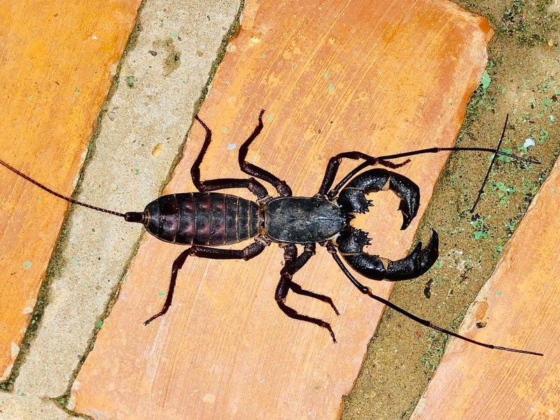 Not a Scorpion, But Close