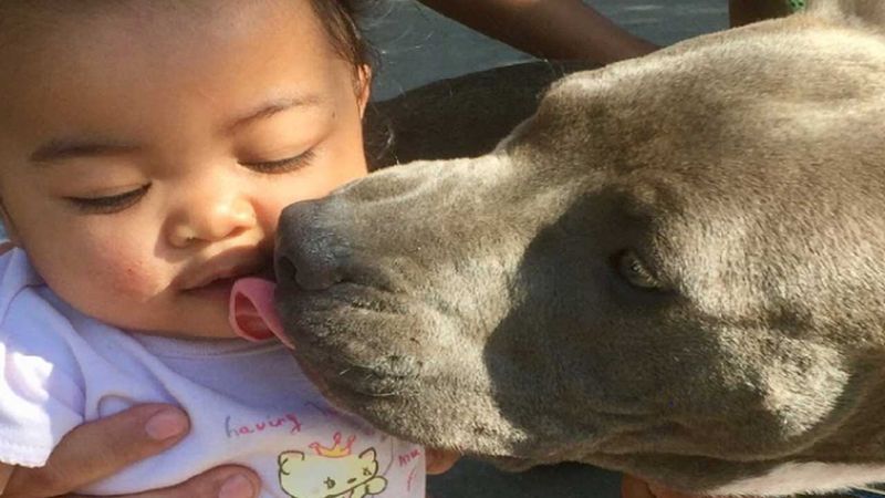 A Pit Bull Named Baby