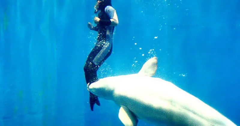A Beluga Whale