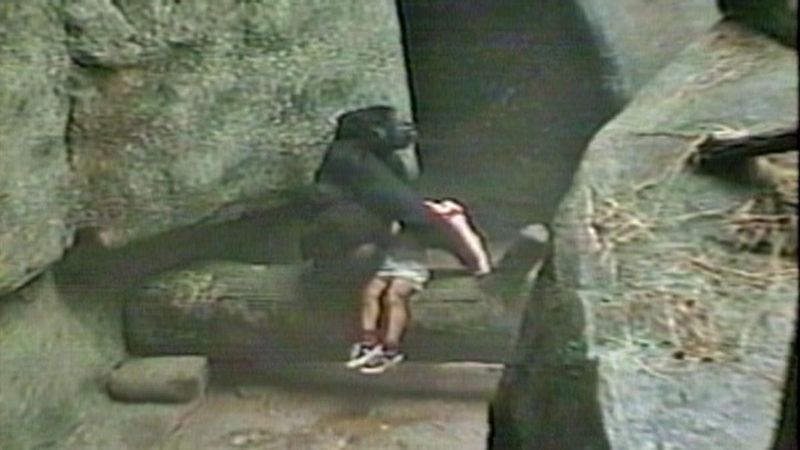 A Gorilla Named Binti Jua